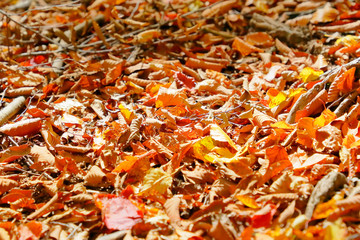 鮮やかな紅葉の葉