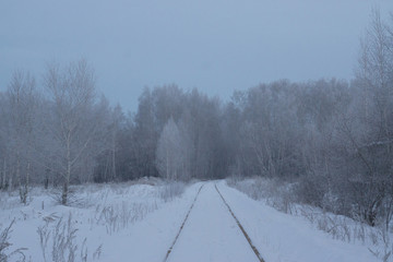 winter forest in frost