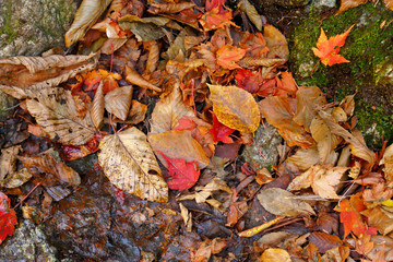 鮮やかな紅葉の葉
