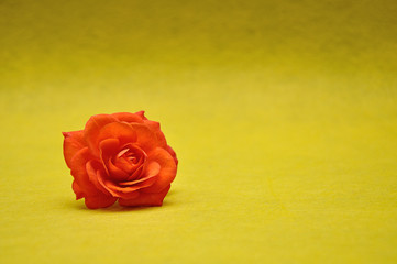 An orange rose on a yellow background