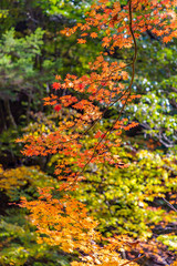 鮮やかな紅葉の木