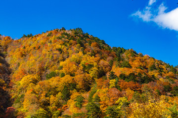 鮮やかな紅葉の山