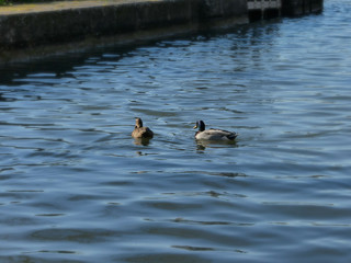Béziers quai Port neuf canal du midi canards