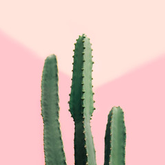 Cactus vert sur fond rose pastel, espace pour copie