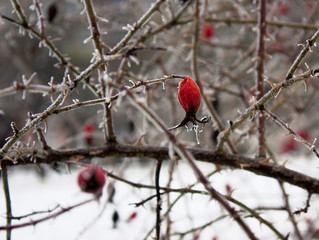 Frozen red rose hips on the branches covered with hoarfrost. Background or texture.