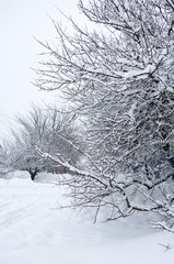 Nature winter landscape snow