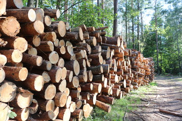 Logs. Pine logs are in the forest.
