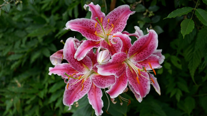 Stargazer lily