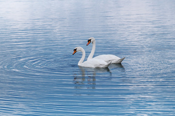 lake and swans