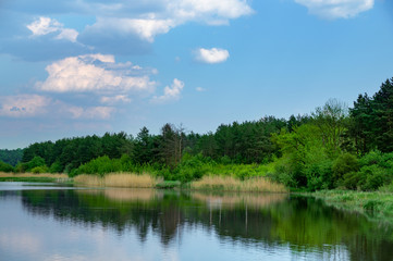 Clean lake in green spring summer forest