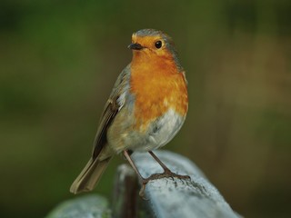 Fototapeta premium Robin