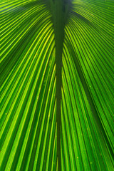 green palm leaf with sun shining through