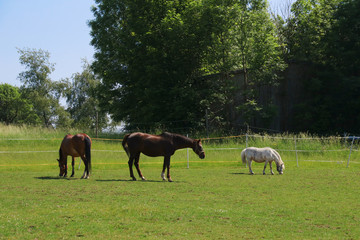 Horse paddock, rural farm idyll in Upper Franconia, Germany