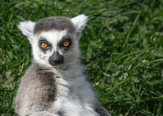 Naklejka na ściany i meble ring tailed lemur on looking directly at camera