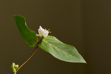 Winter Honeysuckle