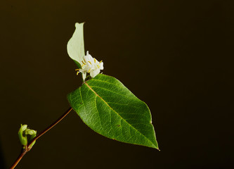 Winter Honeysuckle