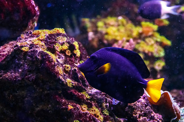 Fototapeta na wymiar macro fish Zebrasoma xanthurum