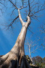 Kambodscha - Angkor- Ta Prohm