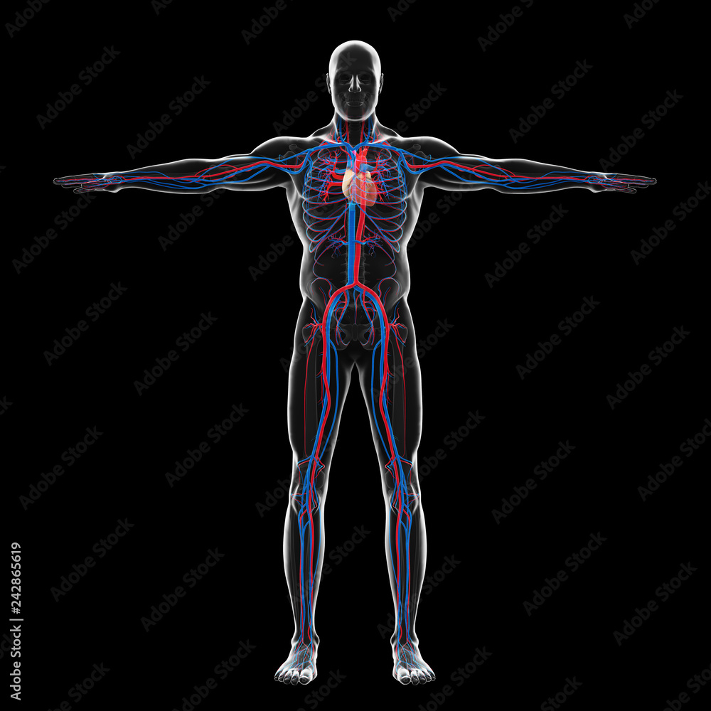 Wall mural human circulatory system illustration