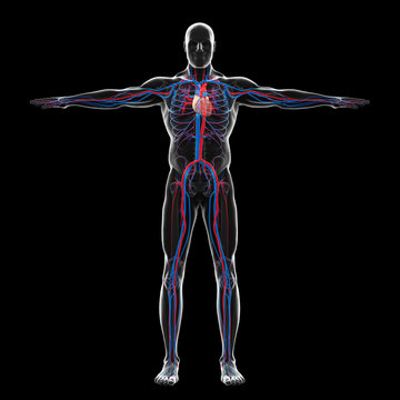 Human Circulatory System Illustration