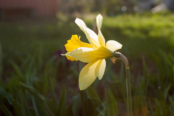 A bright yellow daffodil flower illuminated by the sun on a dark background.. © Volha