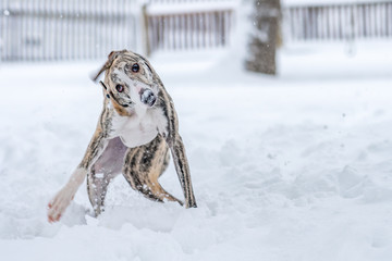 lustige Pose-  Whippet Hund schüttelt sich im kalten, nassen Schnee