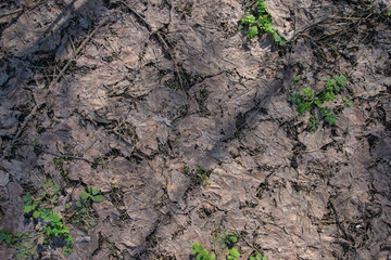 Background of dry leaves