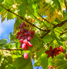 Red grape cluster with leaves