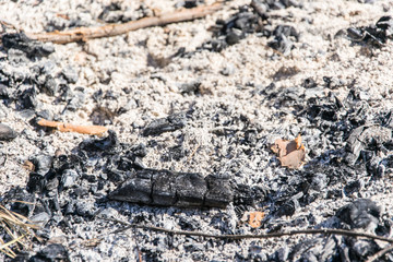 Ash from the fire.
