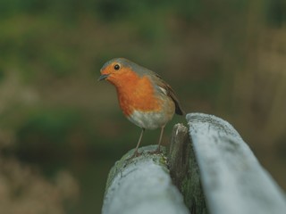 Robin 