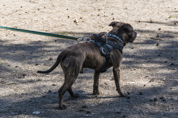 Professional dog on a leash.