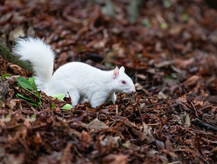 Albino Grey Squirrel / Albino Gray Squirrel
