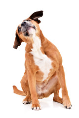 Studio shot of an adorable Staffordshire Terrier