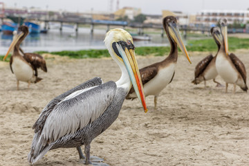 Pelicans