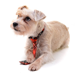 Studio shot of an adorable mixed breed dog