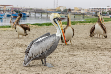 Pelicans