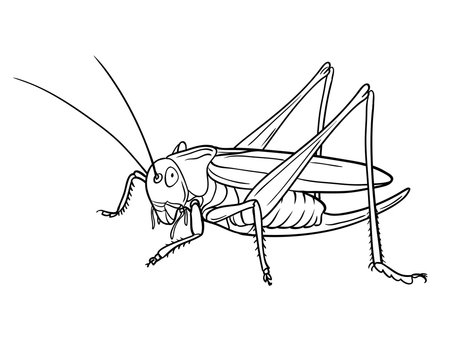 Grasshopper Drawing Images – Browse 10,658 Stock Photos, Vectors, and ...