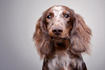 Portrait of a cute Dachshund puppy