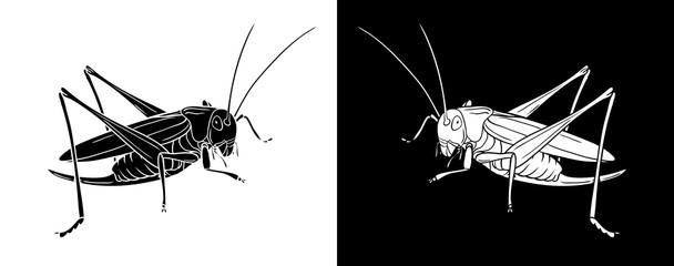 Grasshopper. Insect with flat design and line art black and white version