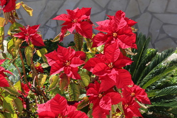 flores bonitas de la calle