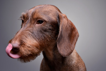 Portrait of a cute Dachshund puppy