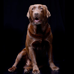 Studio shot of an adorable Labrador retriever