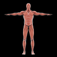 Obraz premium Human Muscular System Illustration