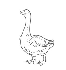 White Goose isolated on white background, goose hand drawn