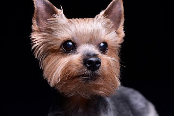 Portrait of a cute Yorkshire Terrier