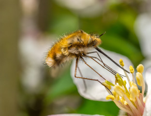 Macro of Bee Fly hovering while collecting nectar, high detail