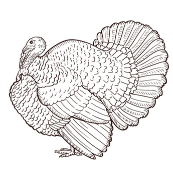 Turkey contour isolated on the white background