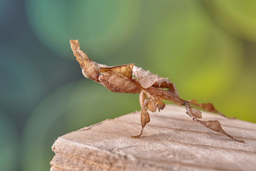 Ghost mantis Phyllocrania paradoxa - African predatory insect