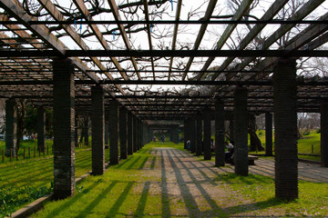 Wisteria Trellis in Japanese Park 
