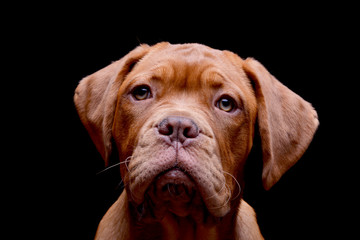 Portrait of an adorable Dogue de Bordeaux